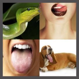 4 Pics 1 Word Level 1464