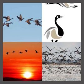 4 Pics 1 Word Level 1744