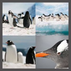 4 Pics 1 Word Level 2085