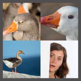 4 PICS 1 WORD LEVEL 2163