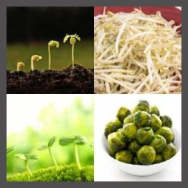 4 PICS 1 WORD LEVEL 2212