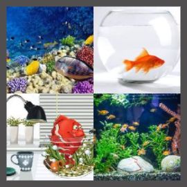 4 Pics 1 Word Level 2455