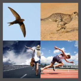 4 Pics 1 Word Level 2676