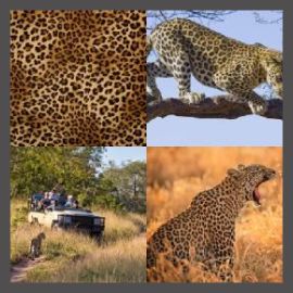 4 Pics 1 Word Level 2724