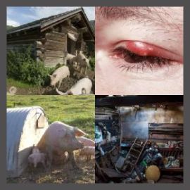 4 PICS 1 WORD LEVEL 2842