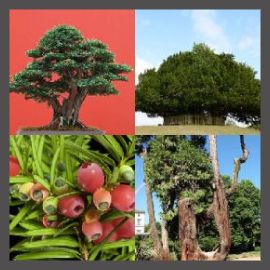 4 Pics 1 Word Level 2874