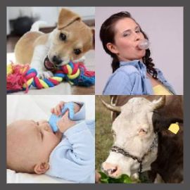 4 Pics 1 Word Level 2889
