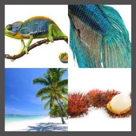 4 Pics 1 Word Level 3132